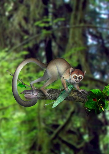 Xijun Ni/Chinese Academy of Sciences An artist's interpretation of a tiny primate that is thought to be the earliest known ancestor of nocturnal primates living today in Southeast Asia. from NYTimes 06/06/2013